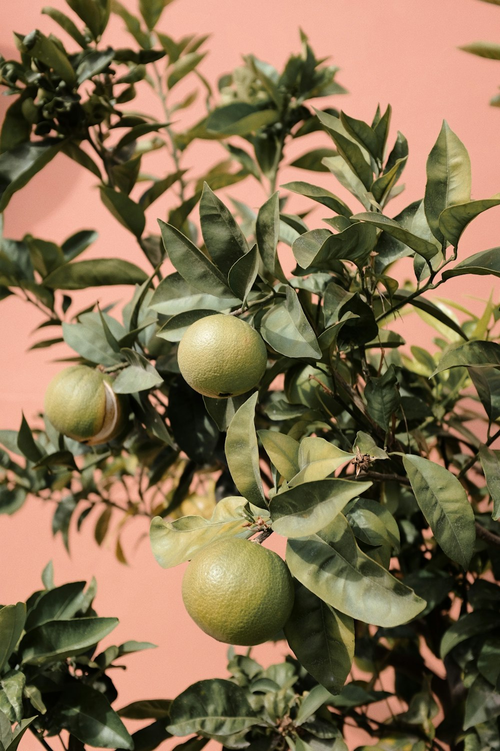 a tree filled with lots of green fruit