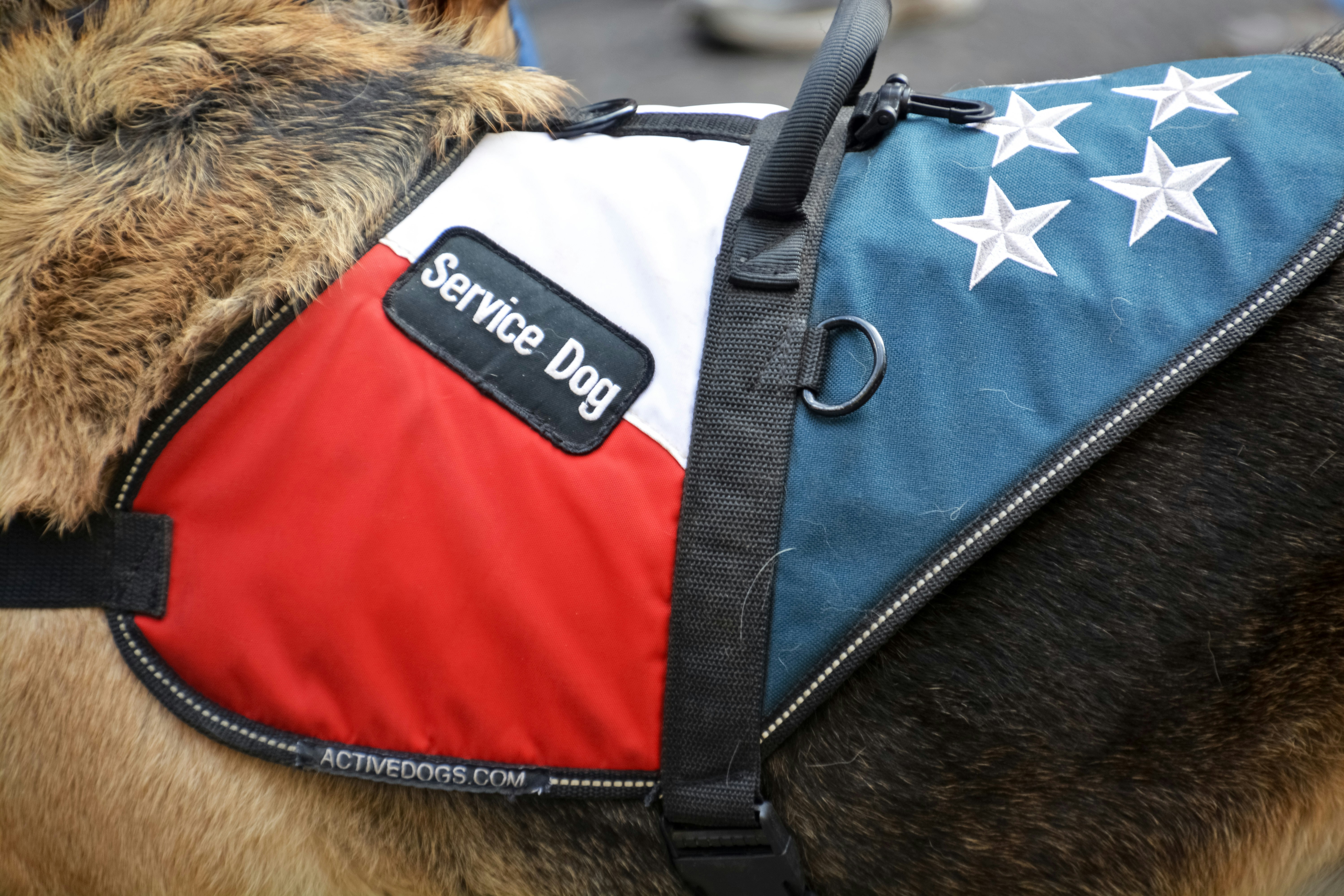 A Brief History on Service Dogs