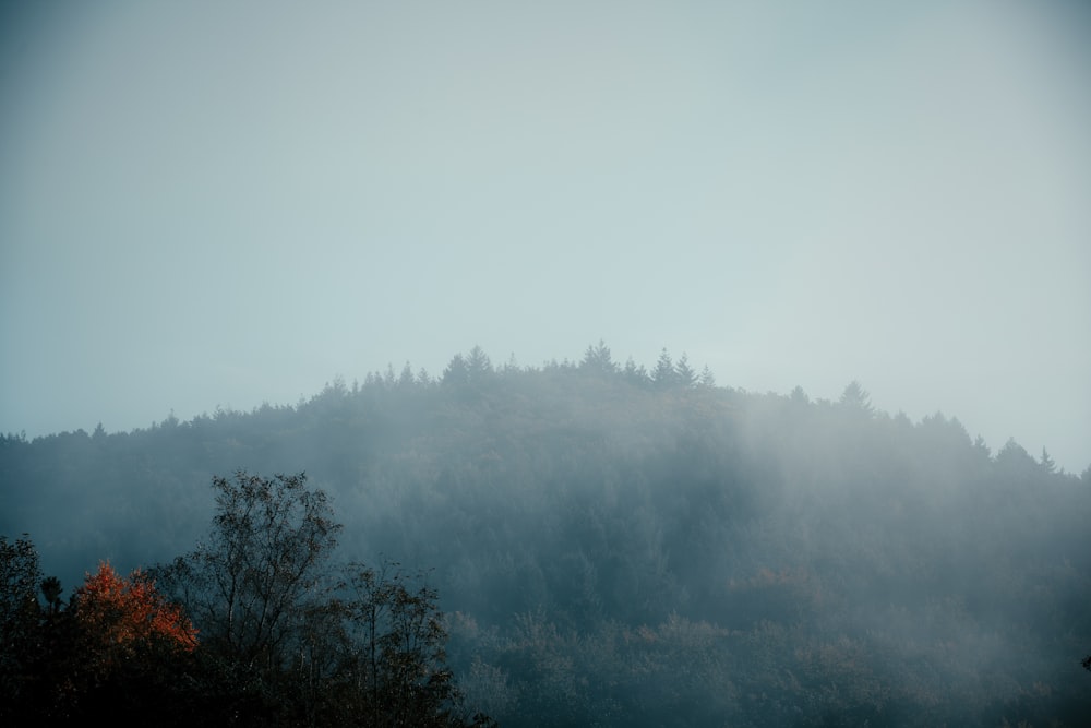 a foggy mountain with trees on top of it