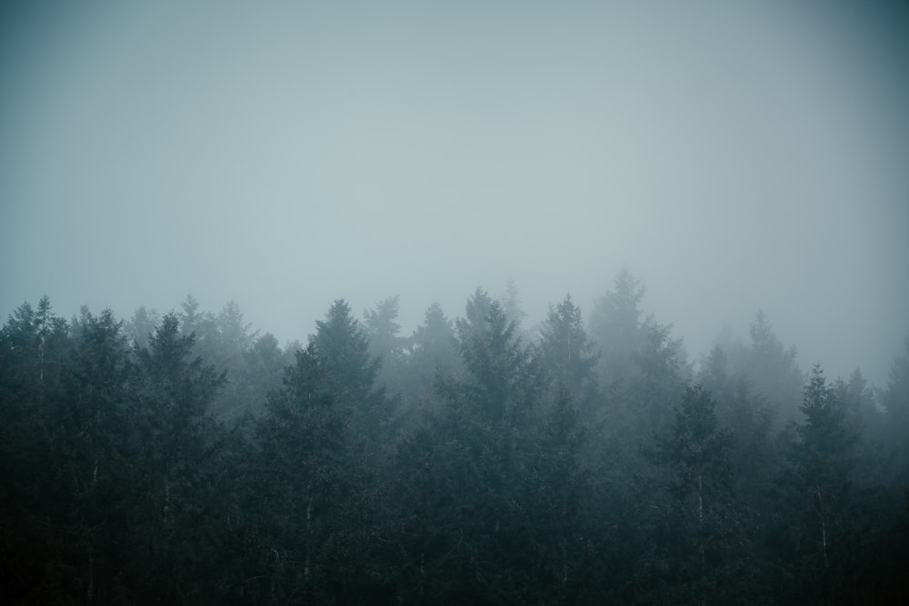 a foggy forest filled with lots of trees