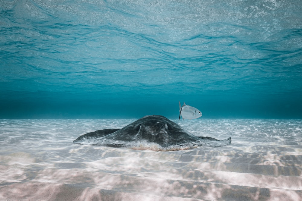 a fish swims in the water near a sandy beach