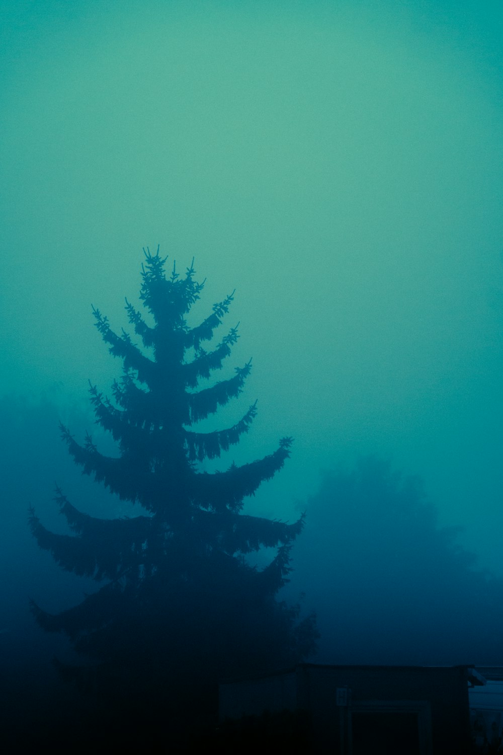 a tall pine tree sitting in the middle of a foggy forest