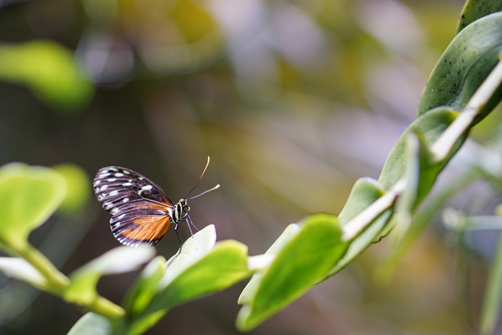 a butterfly sitting on top of a green leaf