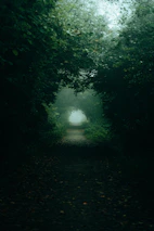 A mysterious foggy forest path fading into darkness, evoking a sense of intrigue.