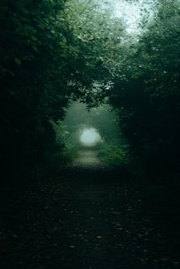 An enigmatic forest path fading into mist, hinting at hidden worlds and mysteries.