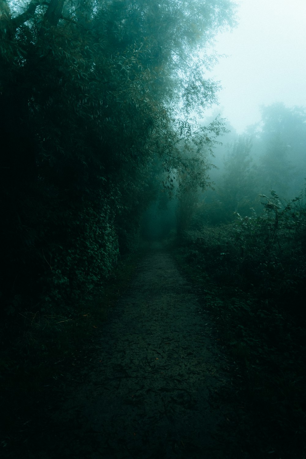 a path in the middle of a forest in the fog