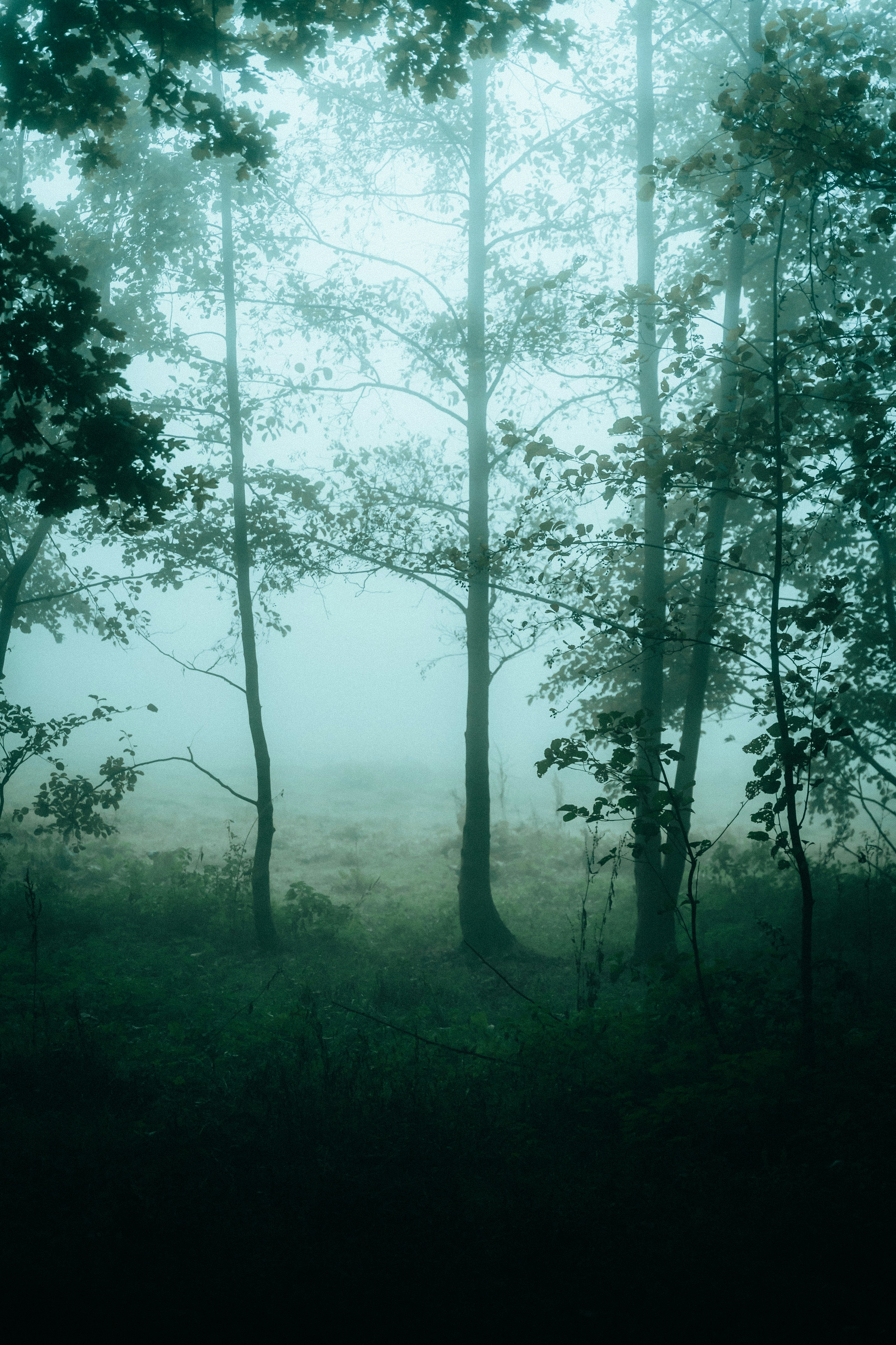 Photo by jonasjaekenmedia