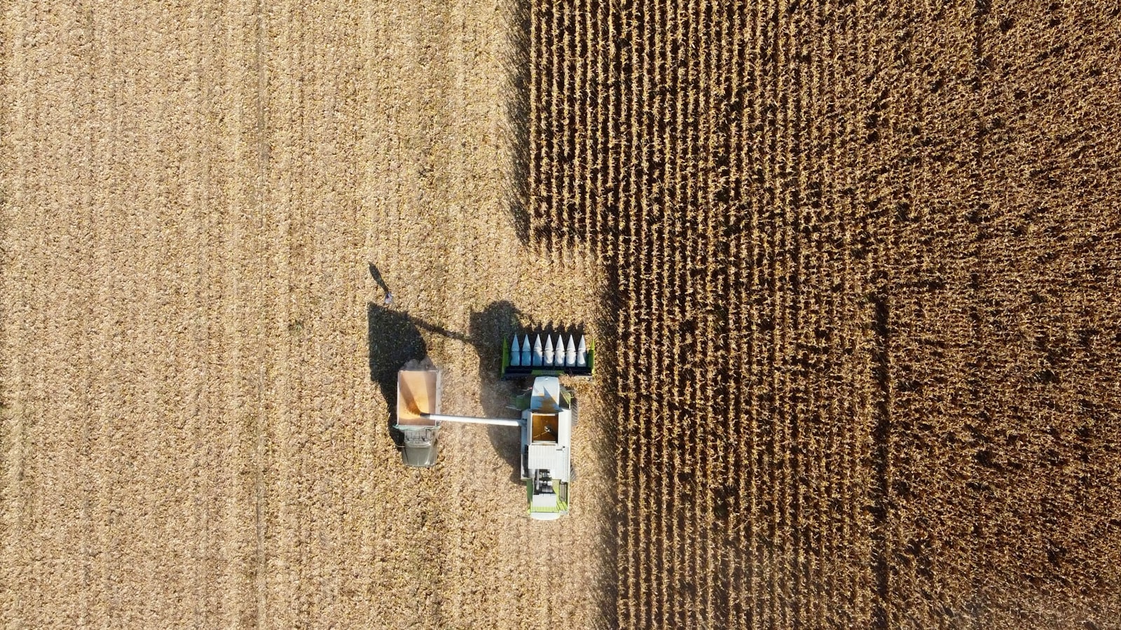 Harvesting Ripe Cantaloupes: Best Techniques to Ensure Seed Viability