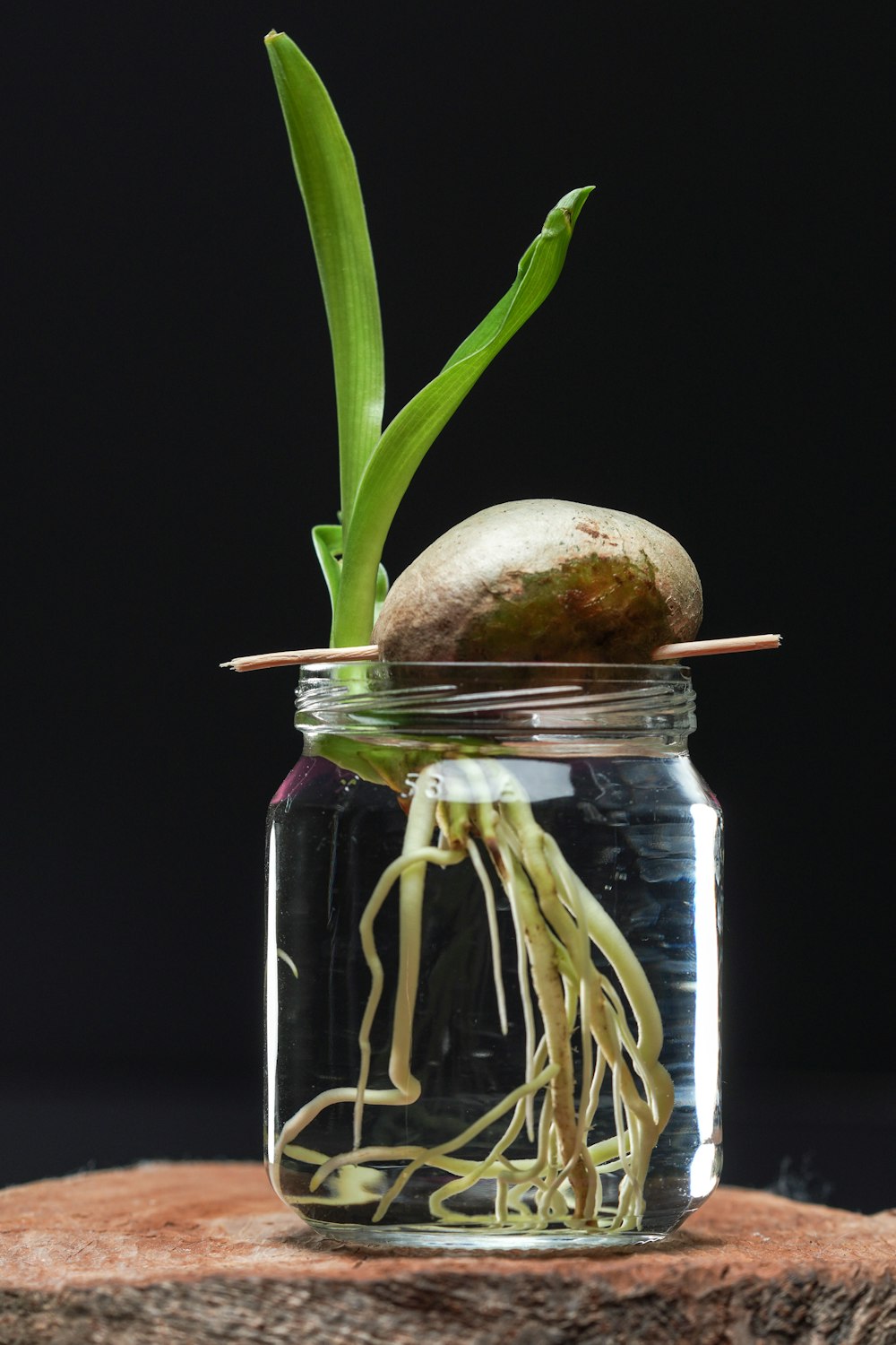 a glass jar with a plant inside of it