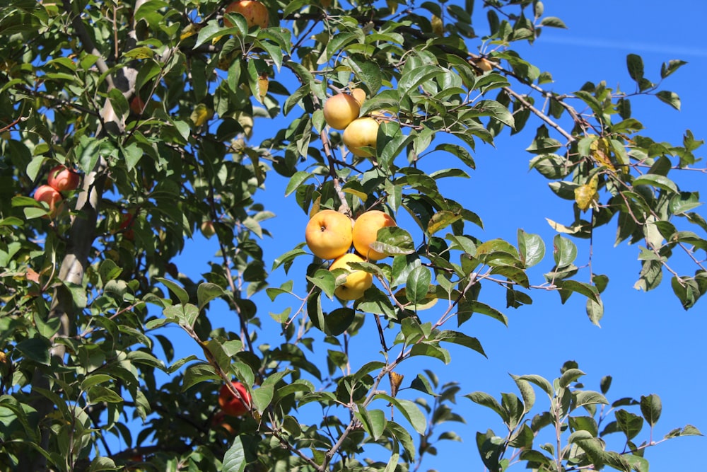 uma árvore cheia de muitos frutos maduros