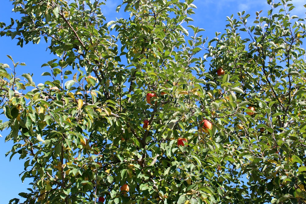 a tree filled with lots of fruit under a blue sky