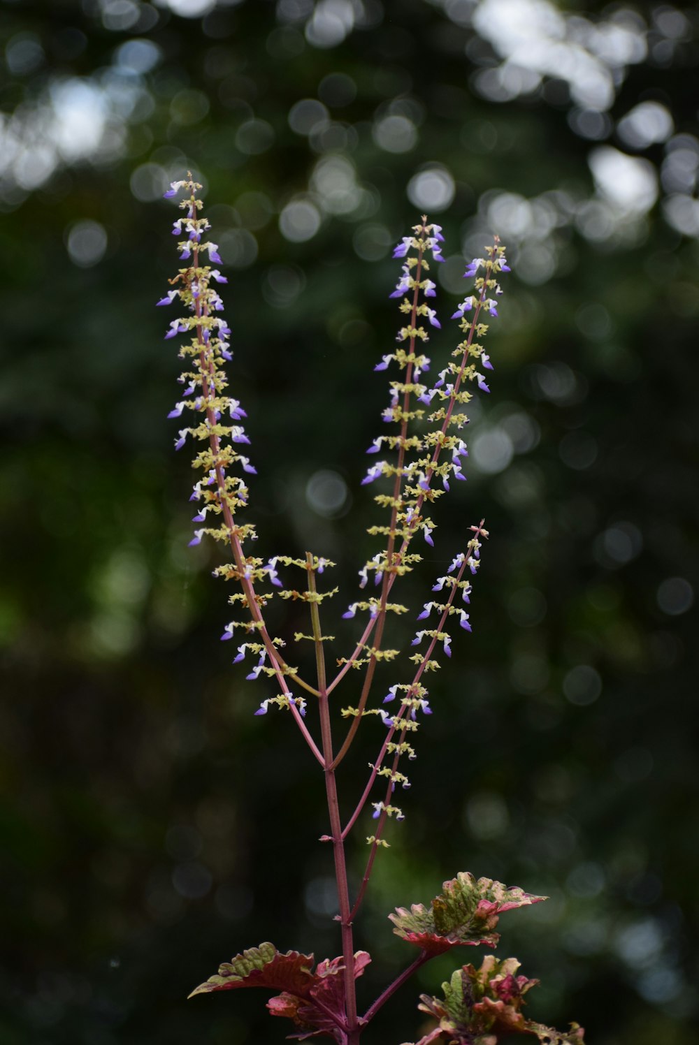 a close up of a purple flower with blurry trees in the background