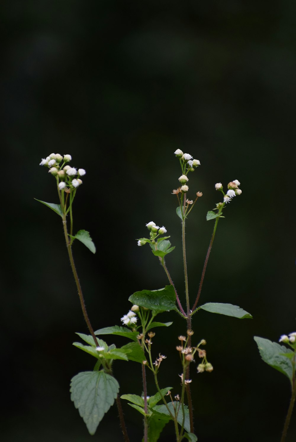 a close up of a plant with white flowers