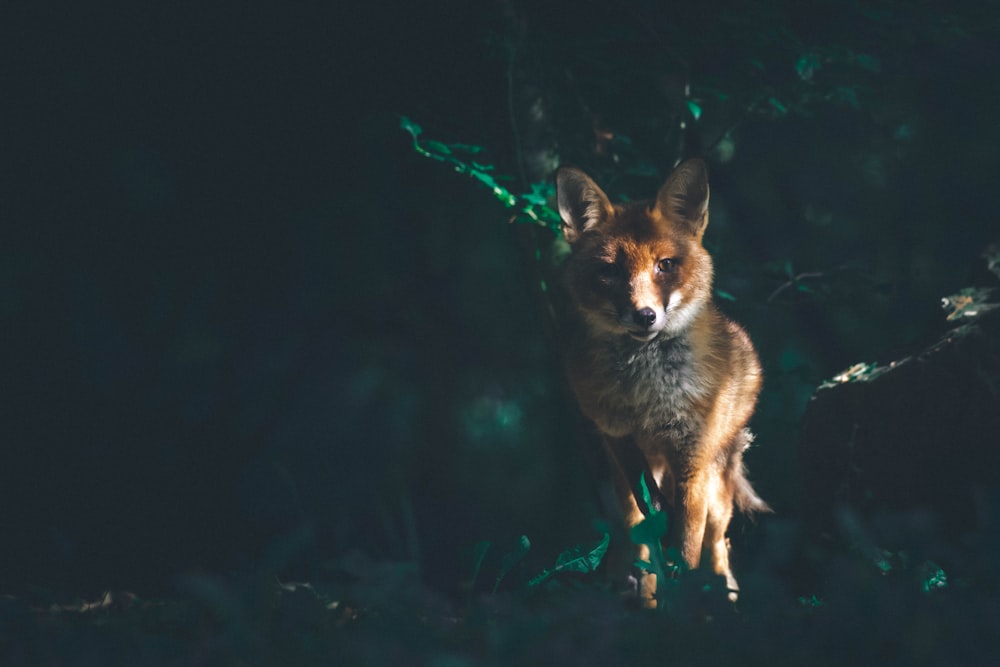 a small fox is standing in the dark