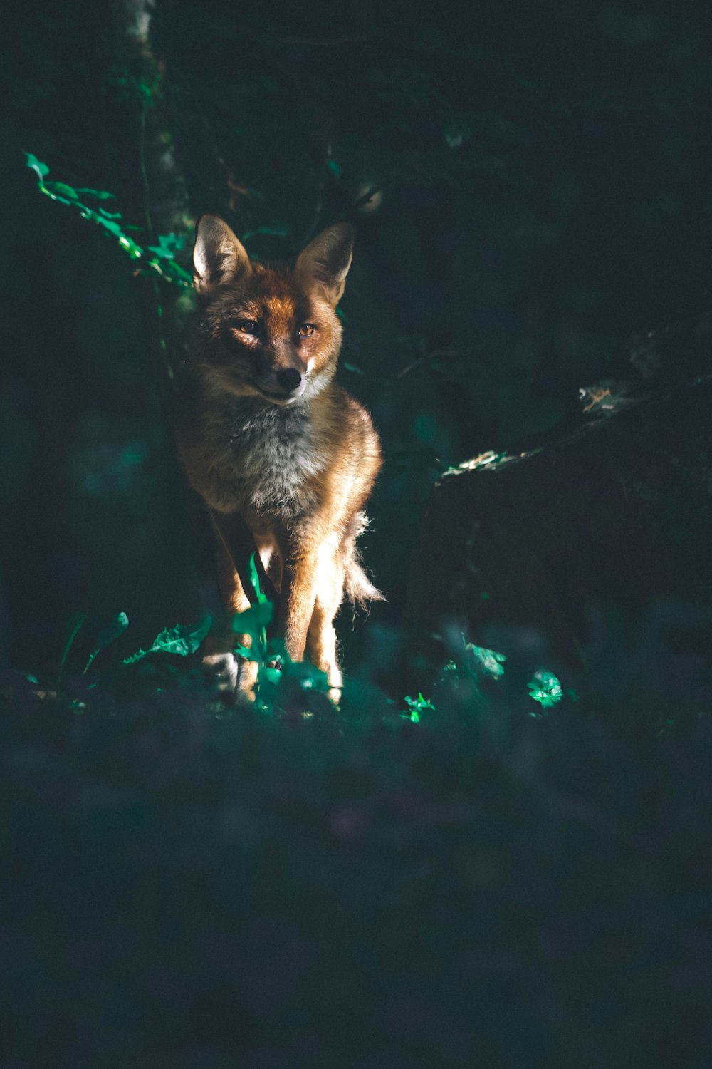 a small fox is standing in the dark