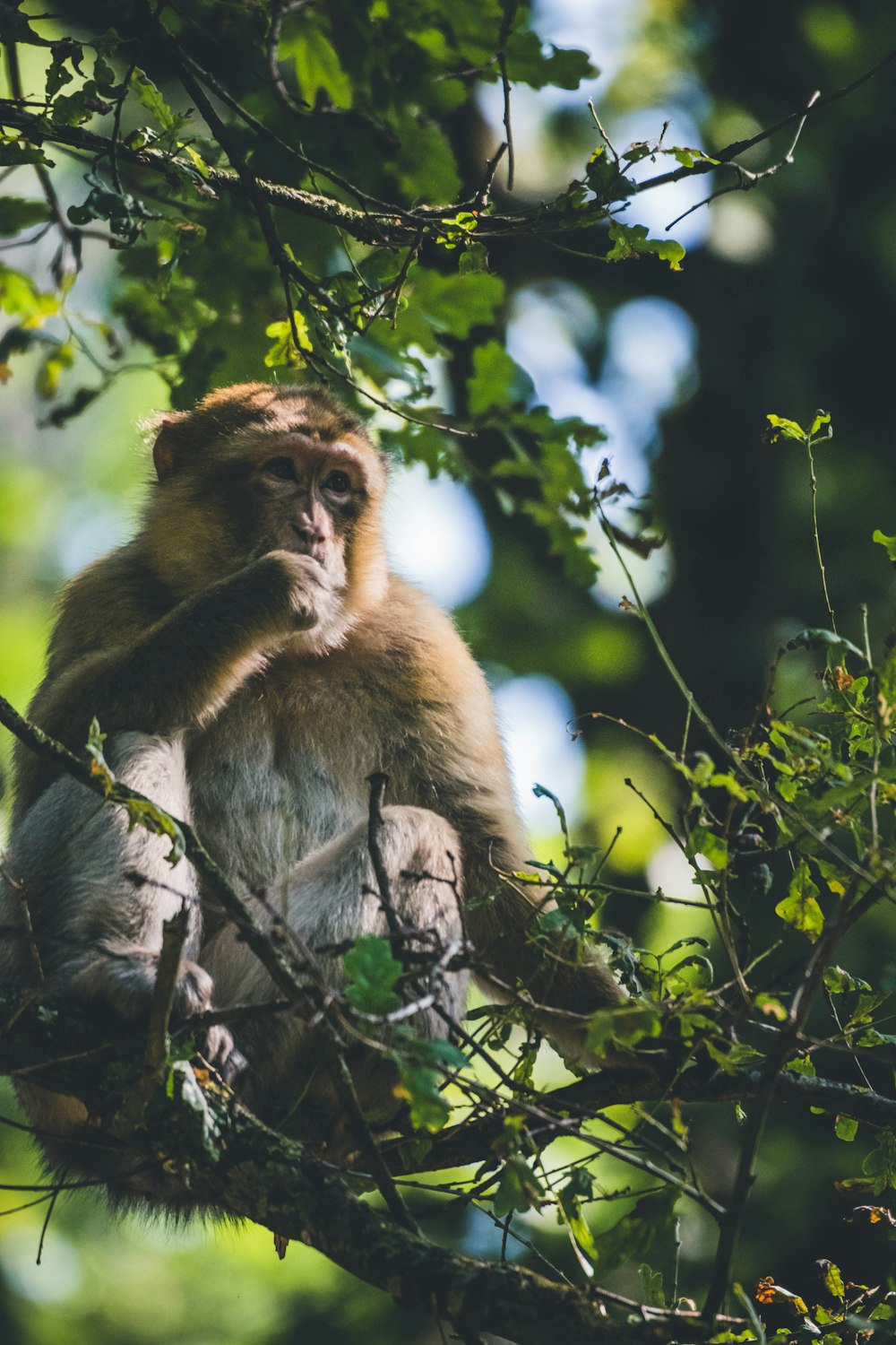 a monkey sitting on a tree branch in a forest