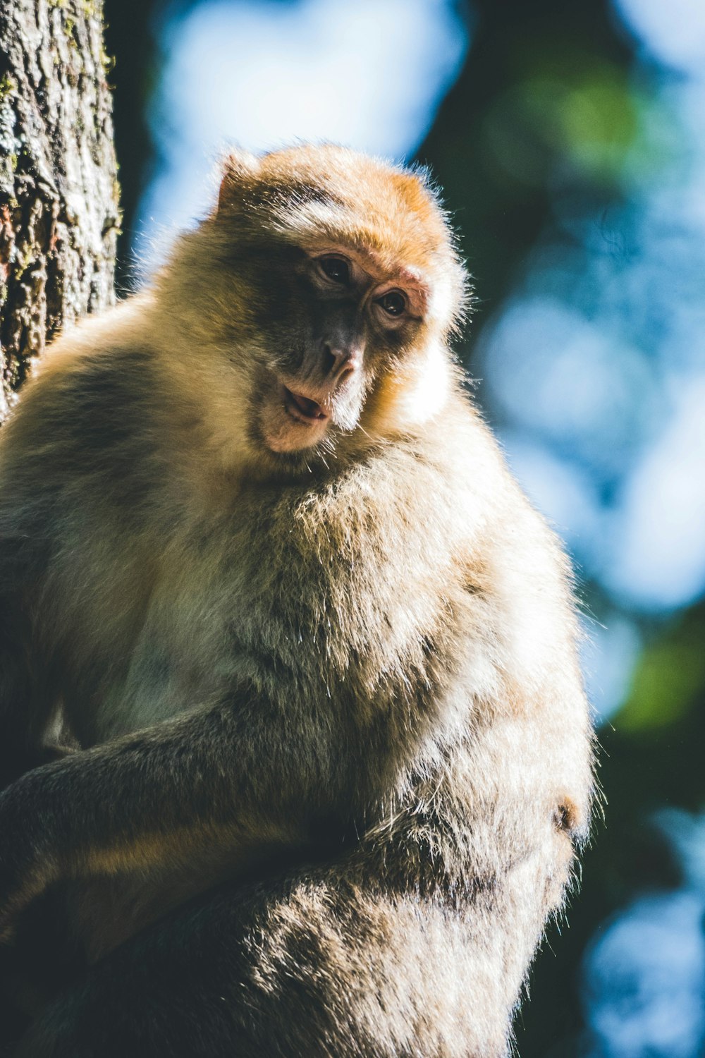 a monkey sitting on top of a tree branch