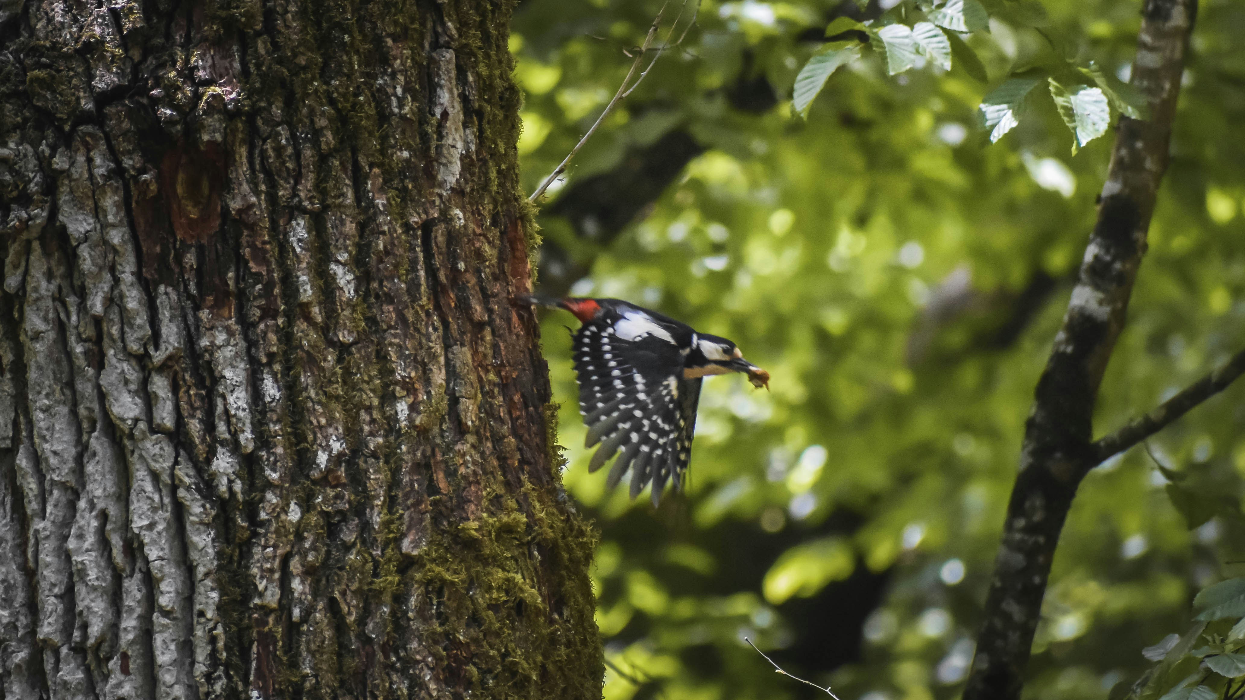 Photo by wildcolife