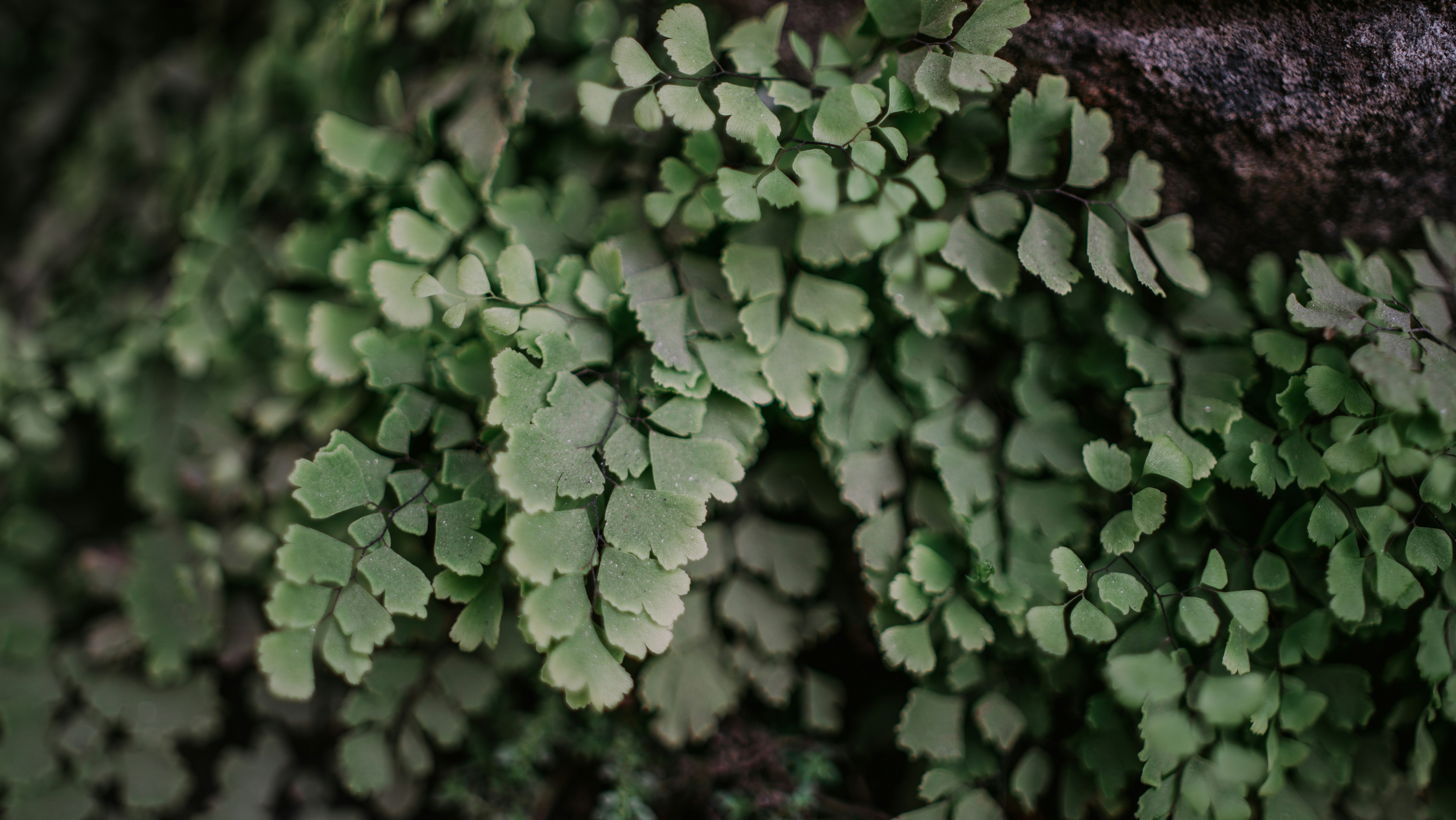 Photo by singhrupinder