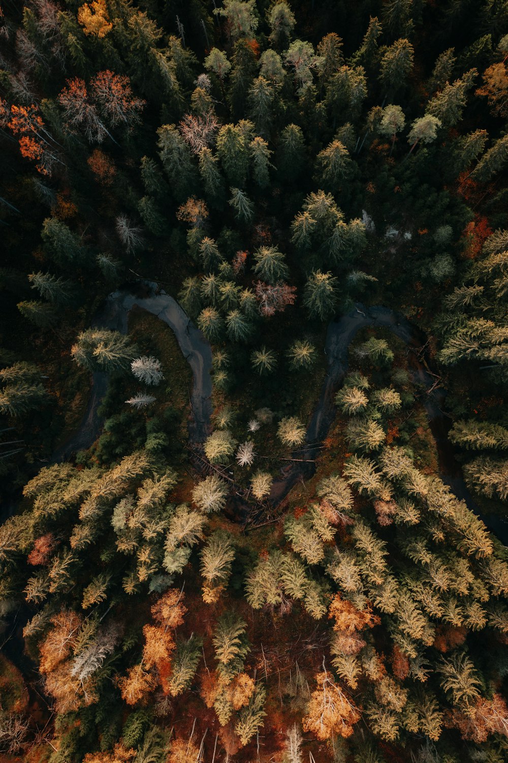 an aerial view of a river running through a forest