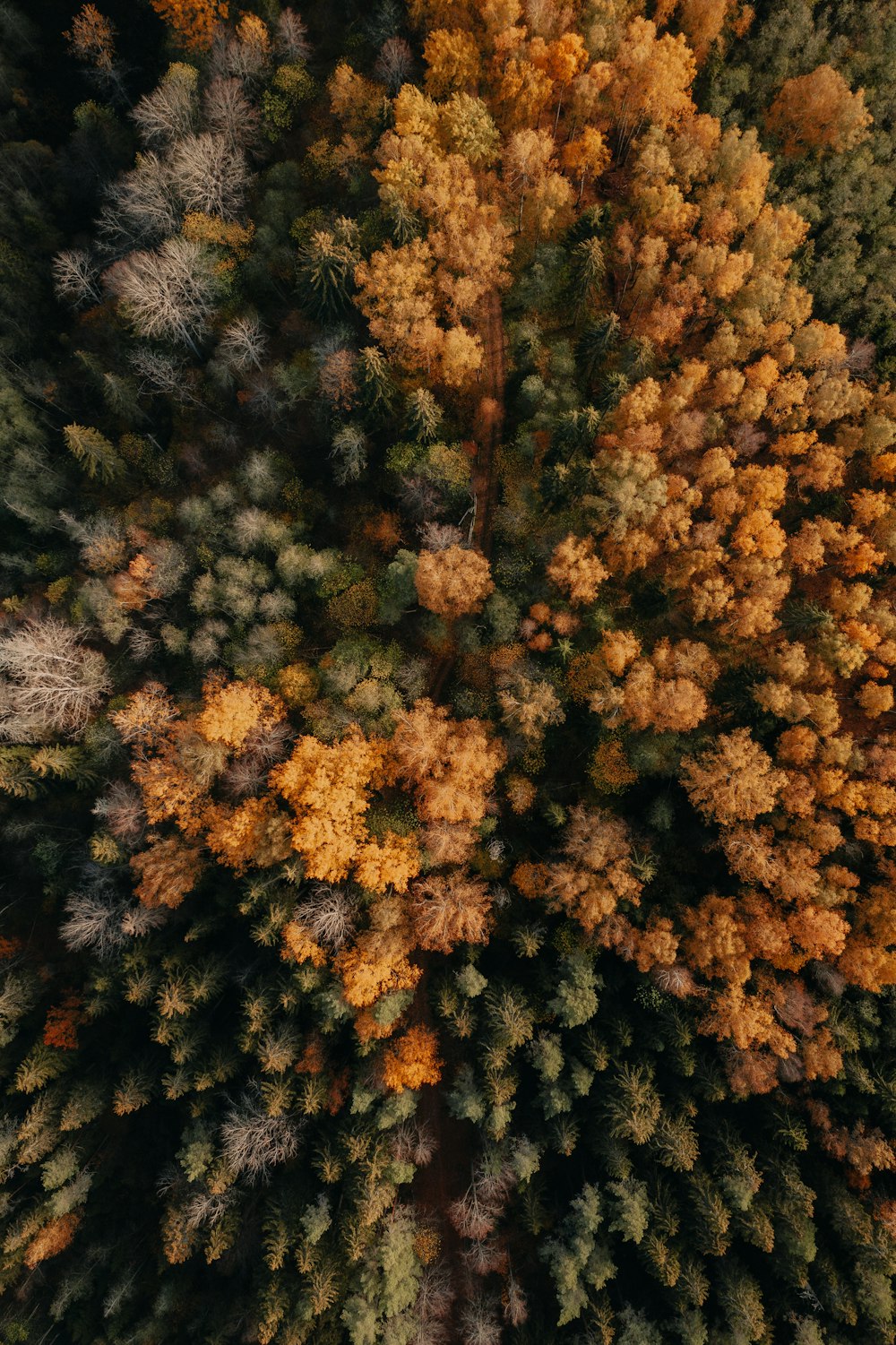 an aerial view of a forest with lots of trees