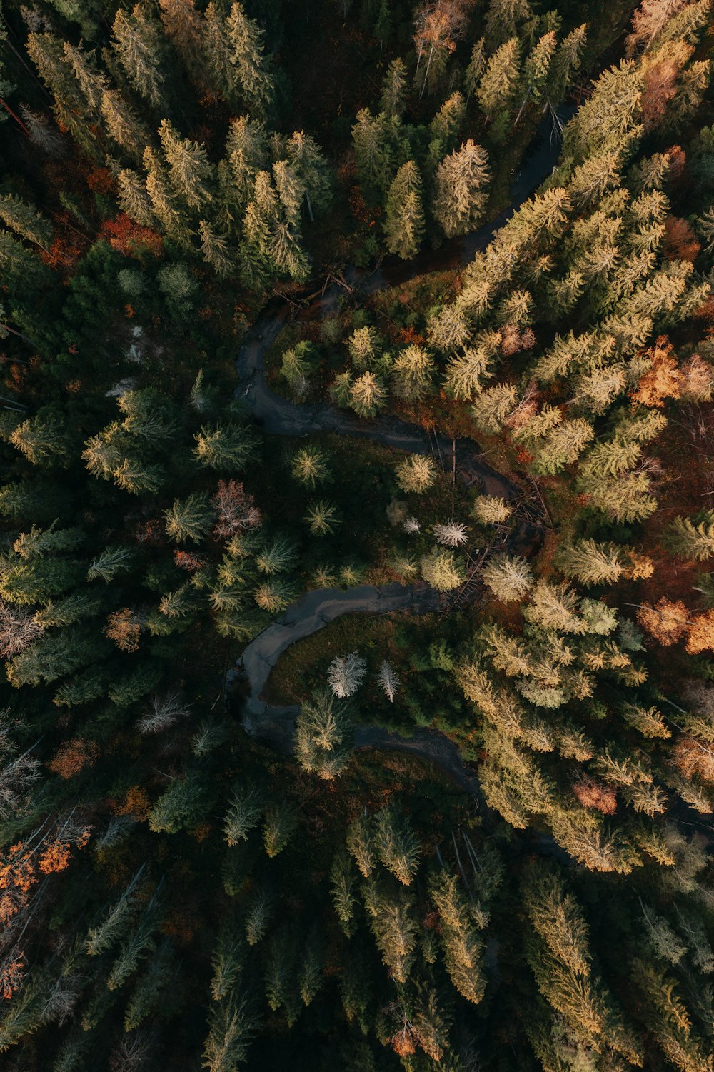 an aerial view of a road in a forest