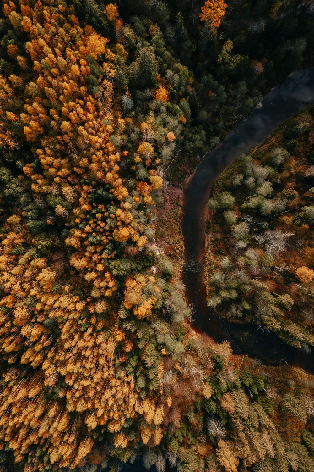 an aerial view of a river running through a forest