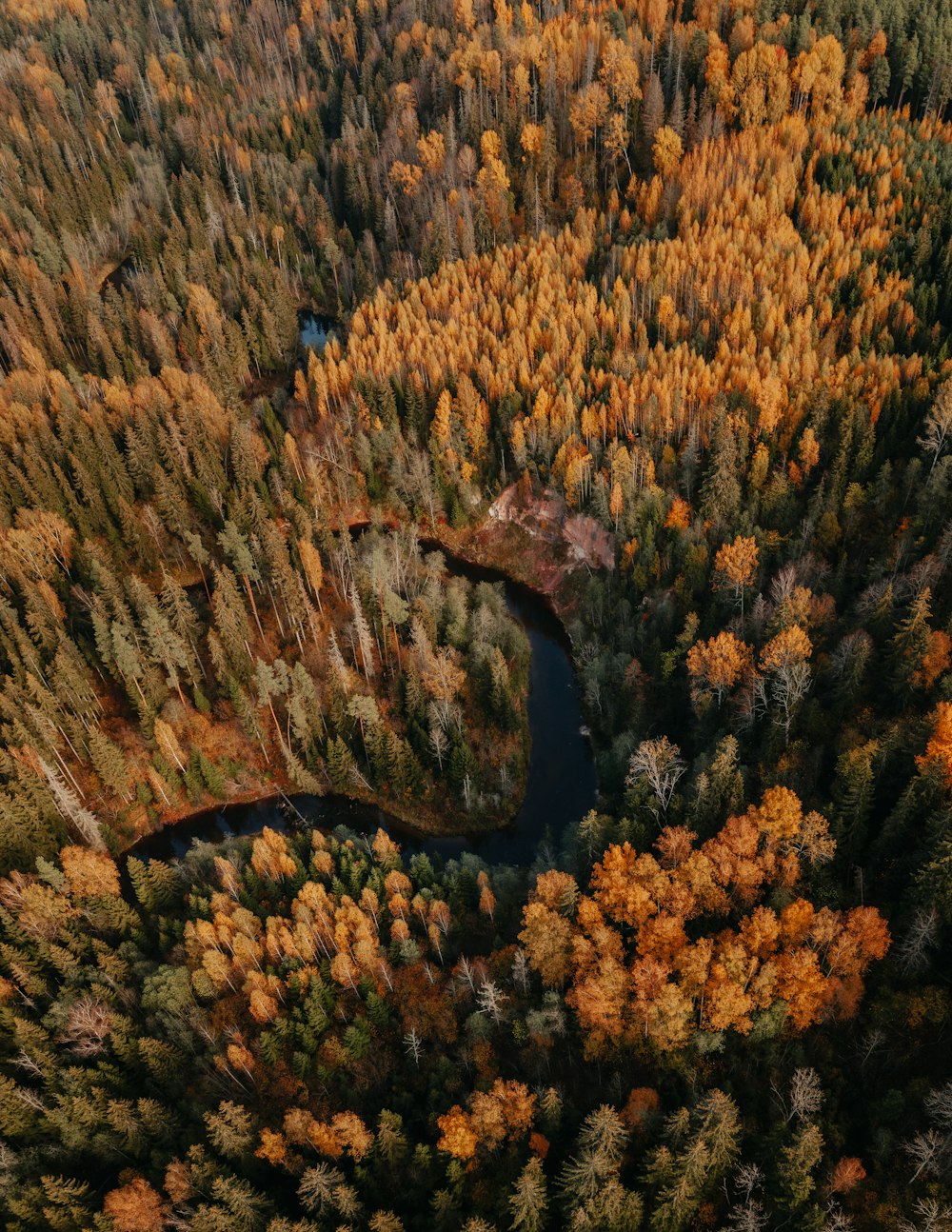 a river running through a forest filled with lots of trees