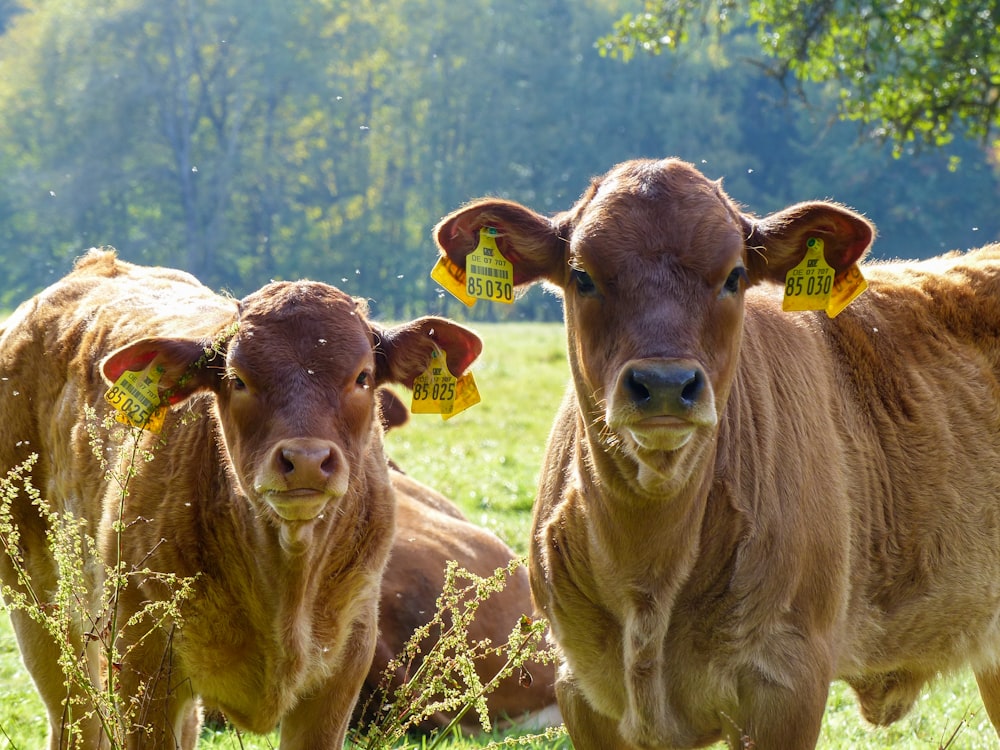 two brown cows standing next to each other on a lush green field