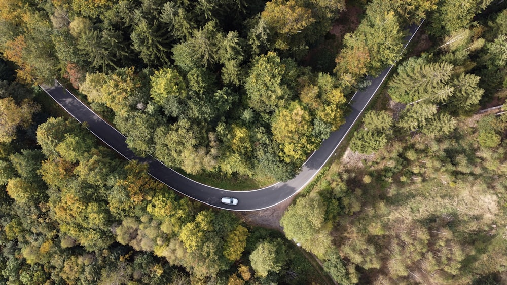 a winding road in the middle of a forest