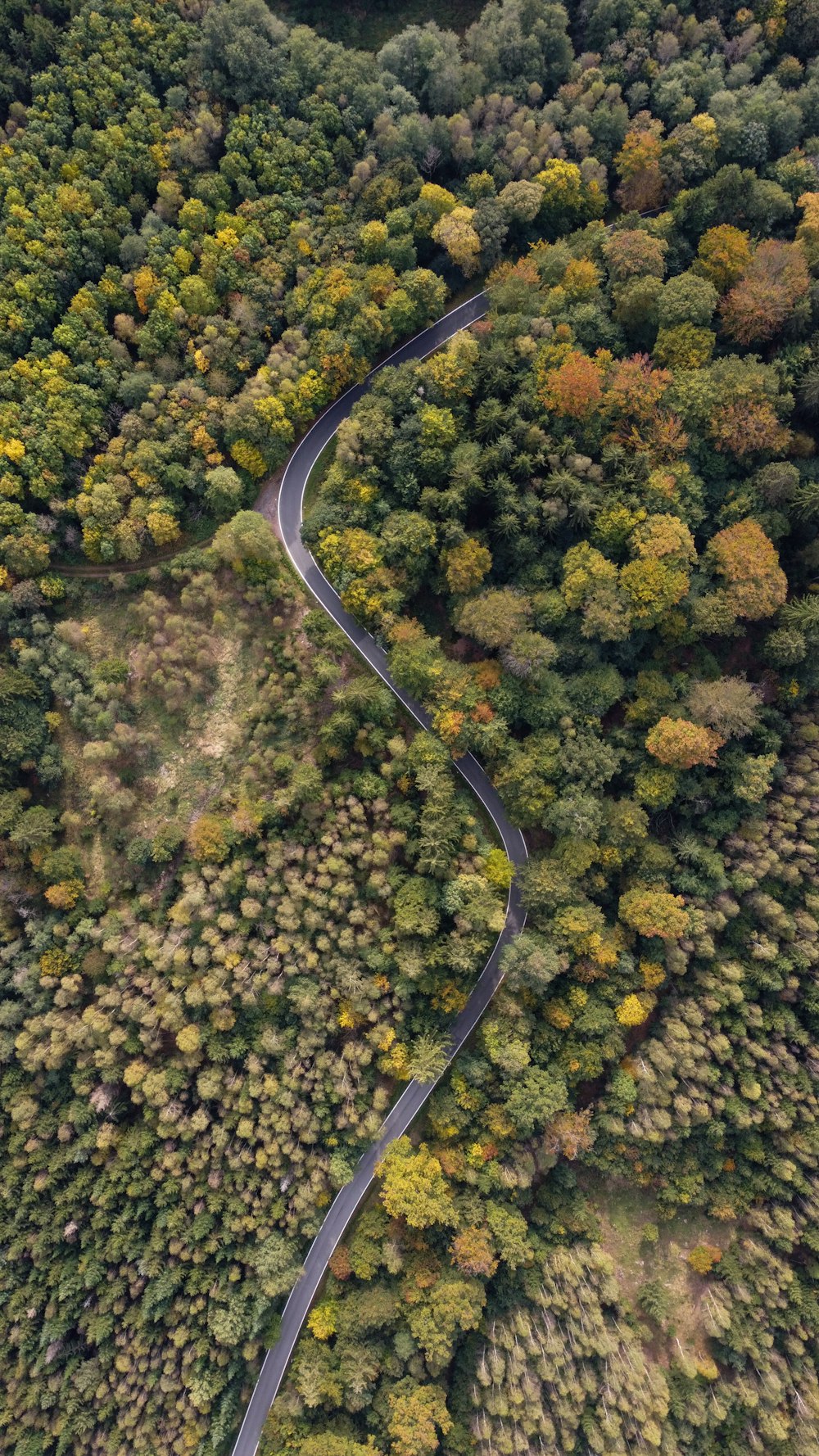 a winding road in the middle of a forest