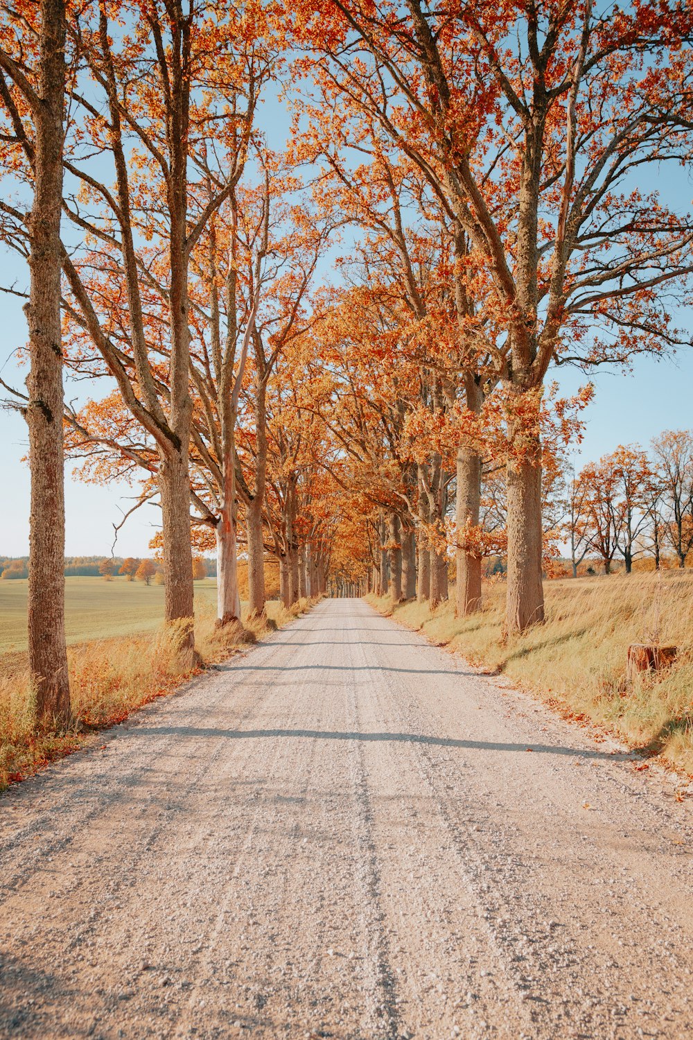 a dirt road surrounded by trees with orange leaves