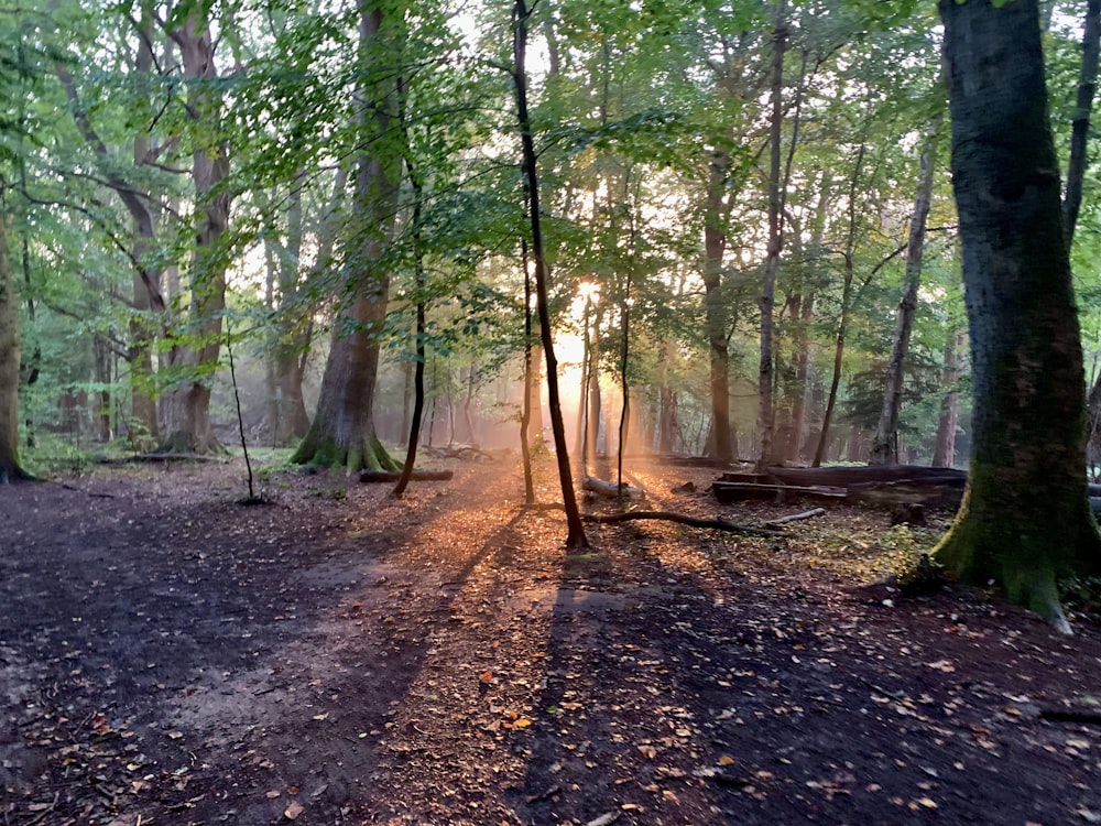 the sun is shining through the trees in the woods