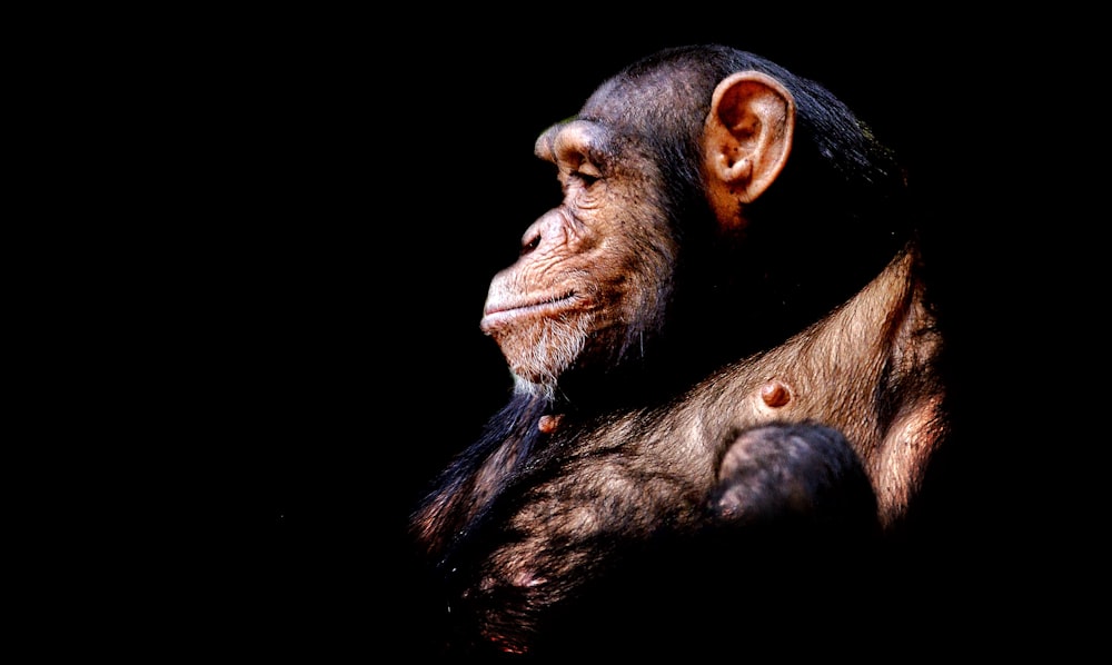 a close up of a monkey on a black background