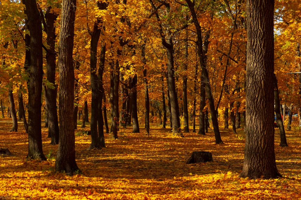 Ein Wald mit vielen Bäumen, die mit gelben Blättern bedeckt sind