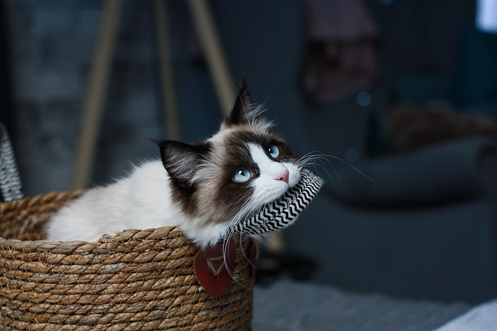 um gato sentado em uma cesta com um brinquedo na boca