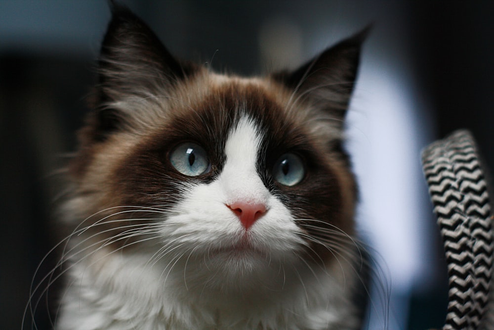 a close up of a cat with blue eyes