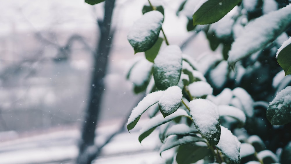 a snow covered tree branch in front of a window