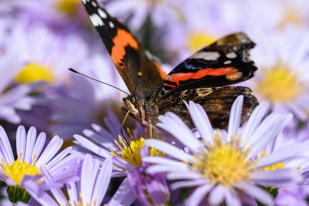 a close up of a butterfly on a flower