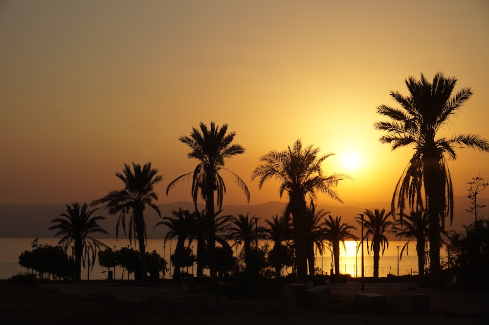 a sunset with palm trees and a body of water