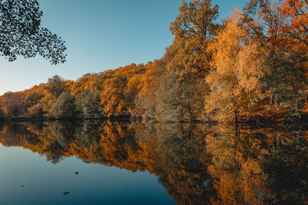 un plan d’eau entouré de nombreux arbres