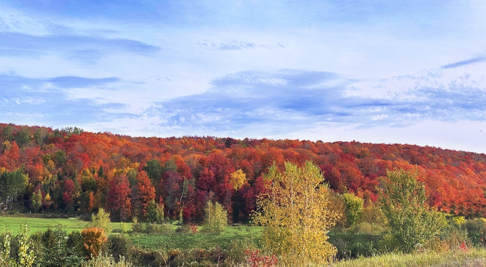 a lush green field surrounded by colorful trees