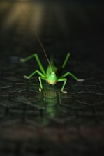 a close up of a green insect on a tile floor