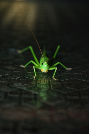 a close up of a green insect on a tile floor
