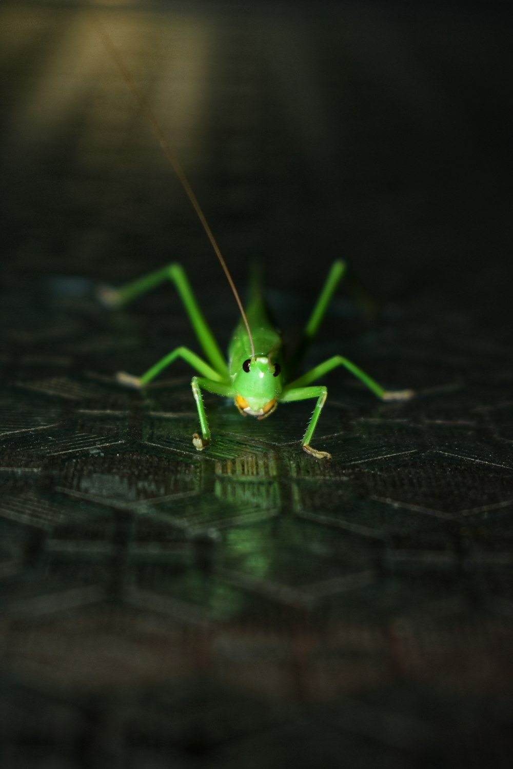 a close up of a green insect on a tile floor