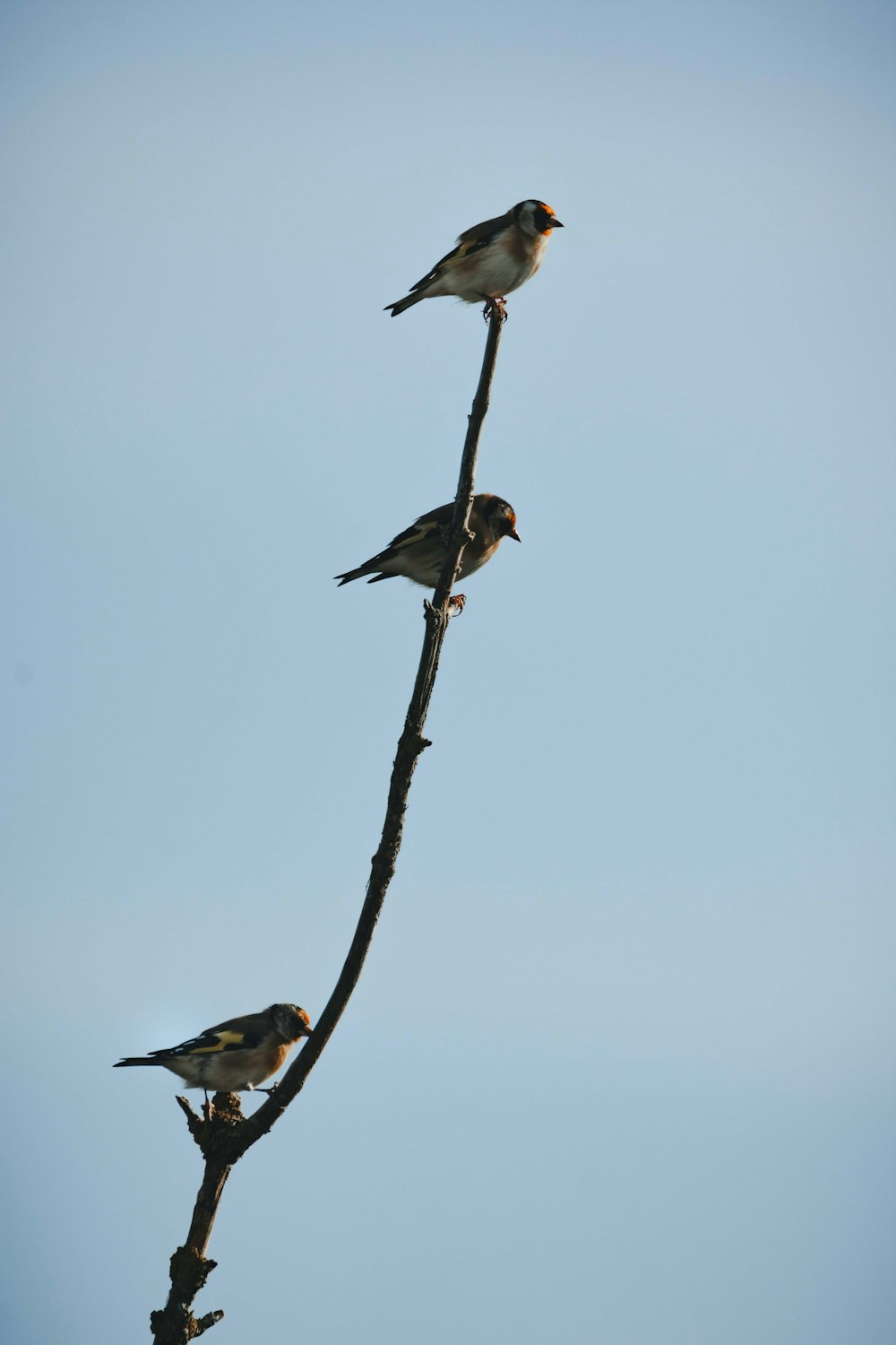 Tres pájaros posados en la cima de la rama de un árbol