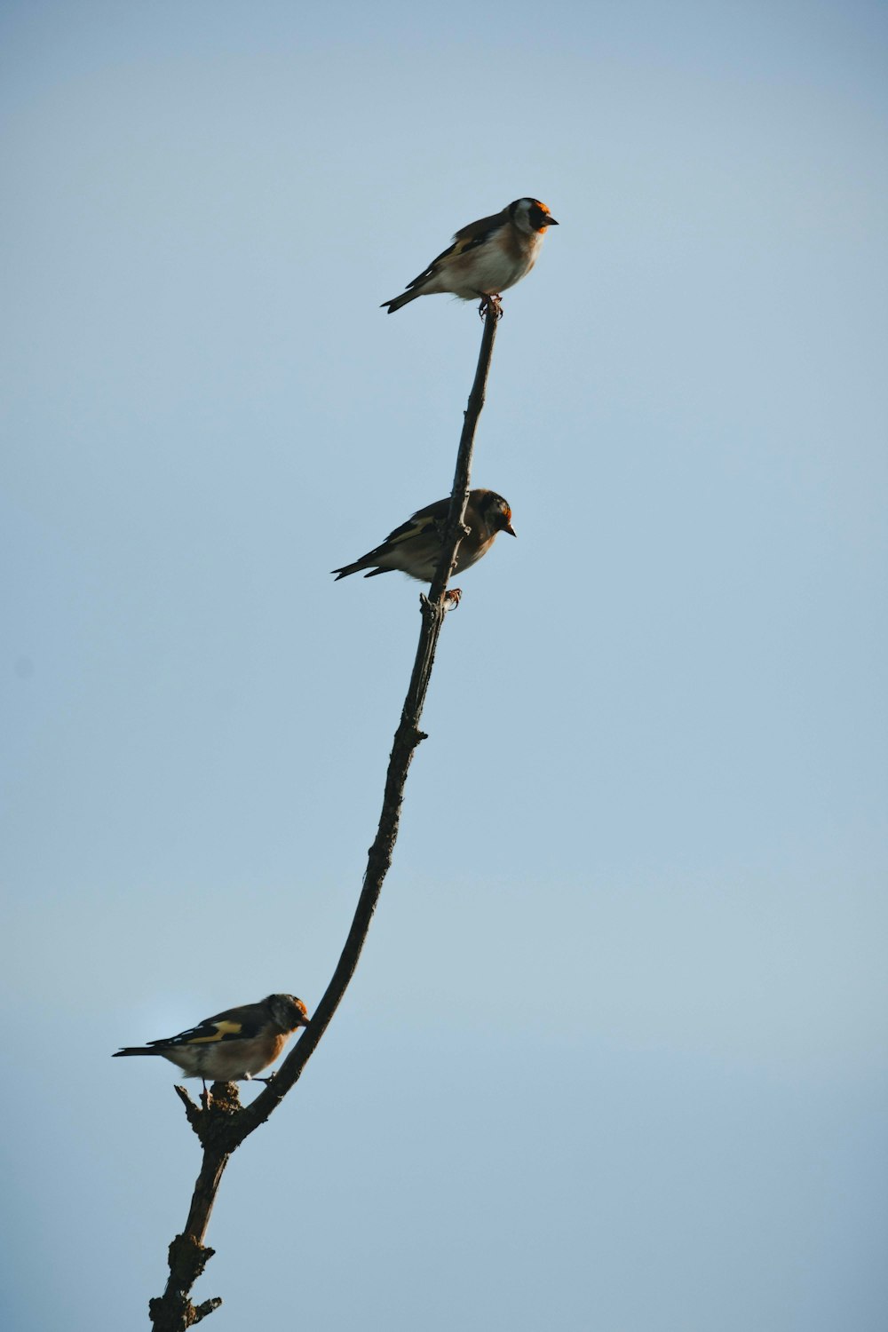three birds perched on top of a tree branch