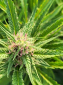 Close-up of soft pink cannabis buds with delicate trichomes glistening under gentle light.