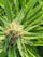 A close-up of a cannabis plant with lush green leaves and visible trichomes.