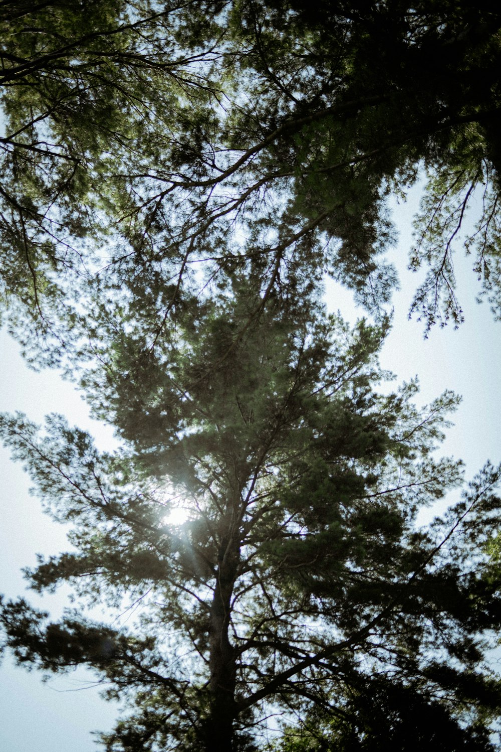 the sun shines through the branches of a pine tree